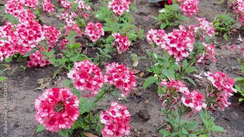 Wallpaper Mural  of bright multi-colored coloring of inflorescences of pelargonium flowers. Torontodigital.ca