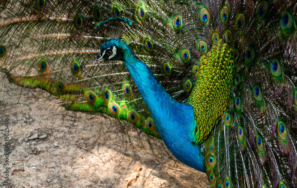 Obraz premium big and beautiful green and blue peacock close up in the nature