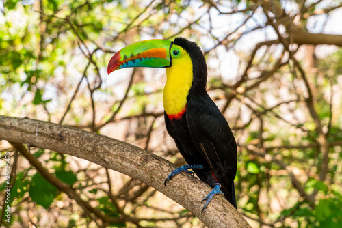 yellow billed toucan on a branch in tropical forest 