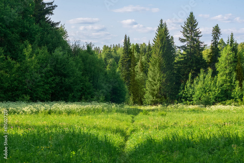 Fotografie natural landscape, sunny meadow in the summer forest with a path among the grass
