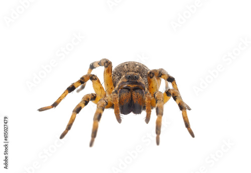 Chinese wolf spider isolated on white background, Lycosa singoriensis