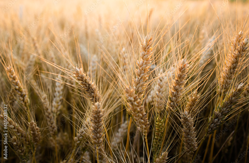 Close-up ripe golden wheat ears. Golden wheat field under sunlight. Close-up ripe golden wheat ears. Golden wheat field under sunlight.
