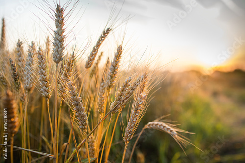 Close-up ripe golden wheat ears. Golden wheat field under sunlight.