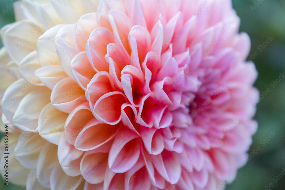 Side view of blooming pink, orange and pink dahlia flower Side view of blooming pink, orange and pink dahlia flower