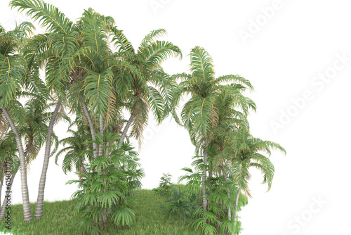 Tropical forest isolated on transparent background. 3d rendering - illustration