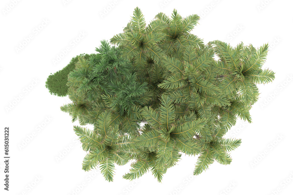 Fototapeta premium Tropical forest isolated on transparent background. 3d rendering - illustration