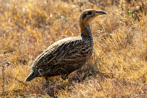 Red-winged Francolin (Scleroptila levaillantii) (Rooivlerkpatrys) in Rietvlei Nature Reserve photo