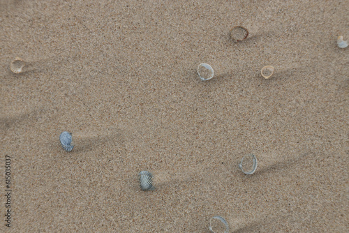 Tiny shells in the sand on the beach, minimalistic compositions.