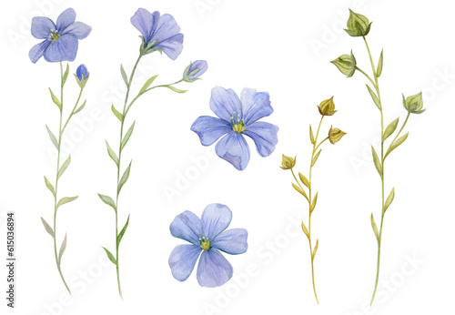 Hand drawn watercolor blue and green flax linen flower, leaves buds seeds. Natural plant. Botanical illustration isolated object set on white background. For shop logo print, website, card, booklet. photo