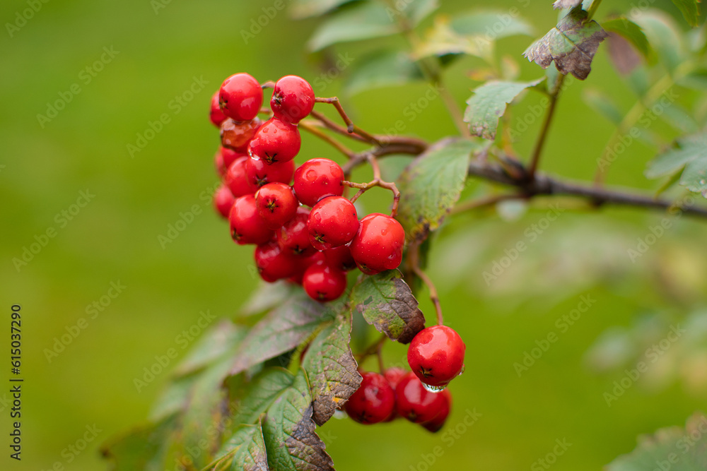 Rowan berries. Close up. Selective focus. Rowan berries. Close up. Selective focus.