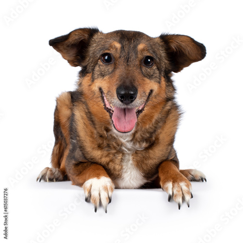 Fantastic looking elder dog  laying down facing front  open mouth  looking at camera  isolated on a white background