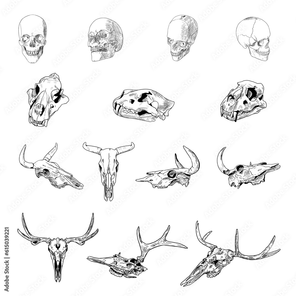 Set of skulls. Human and animal skulls. Vector illustrations. Isolated objects on a white background. Hand-drawn style. Set of skulls. Human and animal skulls. Vector illustrations. Isolated objects on a white background. Hand-drawn style.