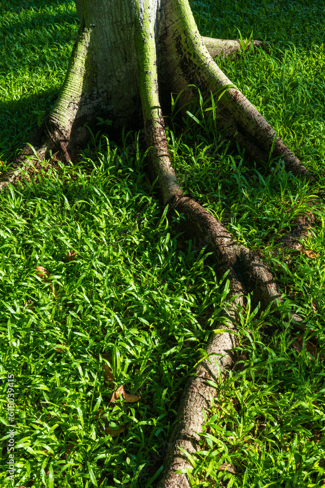 Fototapeta premium tree root in the forest