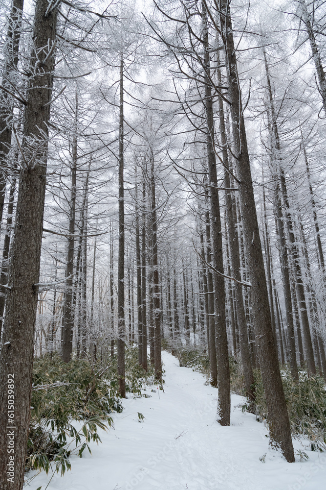Fototapeta premium 美しい霧氷の森 富士見台高原