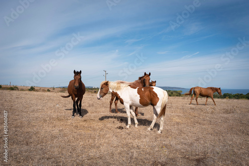 Fototapeta Naklejka Na Ścianę i Meble -  asini e cavalli liberi