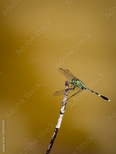 Photos slander slimmer dragonfly on tree branch