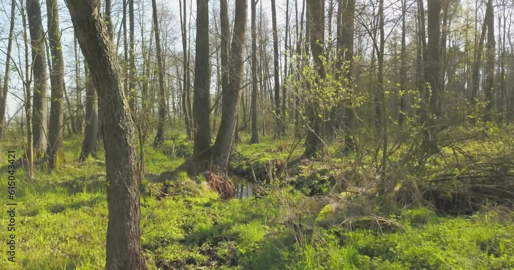 Experience the soothing sounds of the Topiec stream flowing through the verdant forests of Wielkopolska. A true spectacle of Polish nature captured on film. Experience the soothing sounds of the Topiec stream flowing through the verdant forests of Wielkopolska. A true spectacle of Polish nature captured on film.