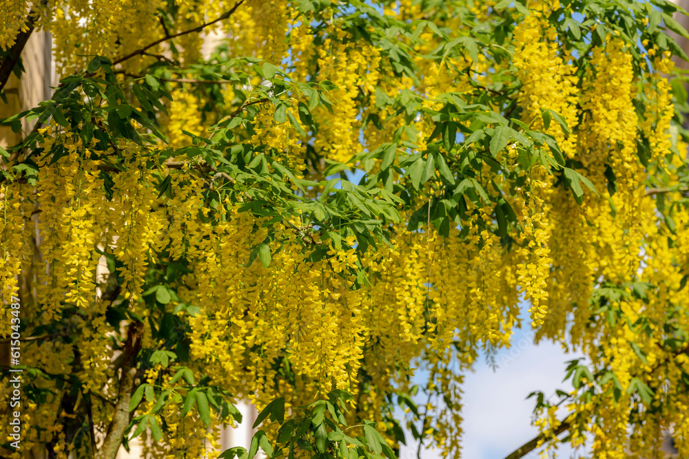 Selective focus of blossoms Laburnum anagyroides (Golden chain or Golden rain) is a species in the subfamily Faboideae, Yellow flowers swag down on the tree with green leaves, Nature floral background Selective focus of blossoms Laburnum anagyroides (Golden chain or Golden rain) is a species in the subfamily Faboideae, Yellow flowers swag down on the tree with green leaves, Nature floral background