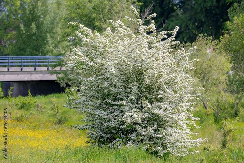 Selective focus a shrub or tree with white tiny flower on green grass meadow along the road, Spiraea prunifolia commonly called bridalwreath spirea is a species of the genus Spiraea, Nature background photo