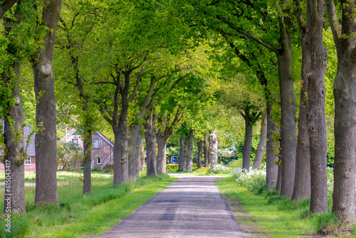 Countryside road with the trees on the side in spring, The Pieterpad is a long distance walking route in the Netherlands, The trail runs from northern part of Groningen to end just south of Maastricht