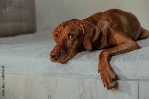 Red dog Vizsla lying on bed in house