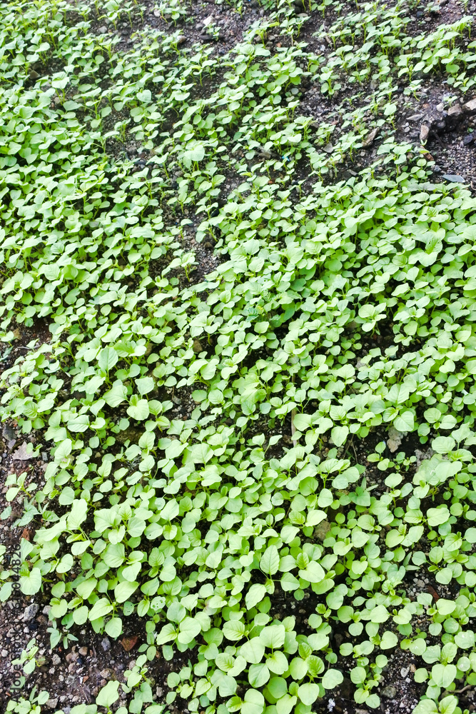 the green leaves of the wild plants that thrived, blanketing the groun the green leaves of the wild plants that thrived, blanketing the groun