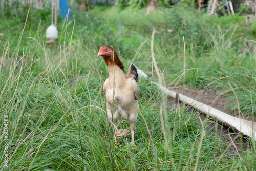 A chickens graze on a traditional rural farm. Poultry farming concept