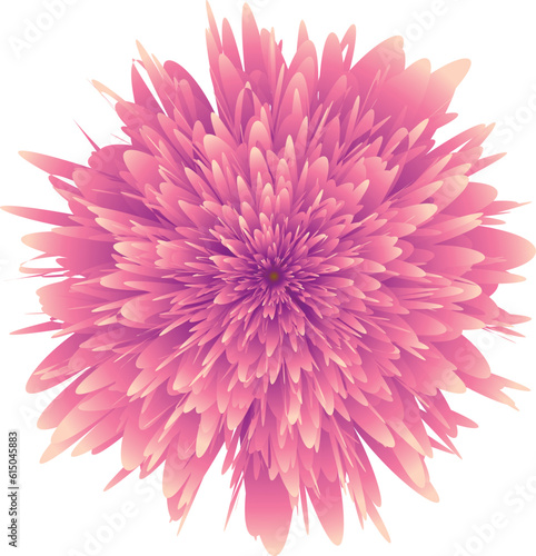 bright bold pink chrysanthemum vector flower design isolated on shite background