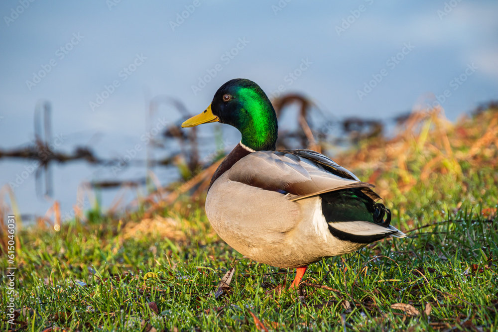 male duck goes to the pond to swim