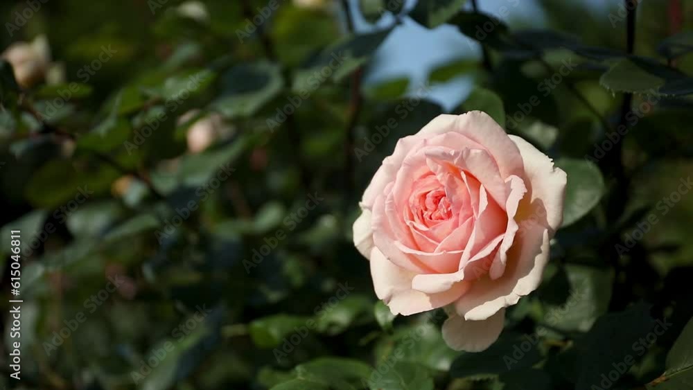 Single pink rose right sided with green bokeh background in the garden. Single pink rose right sided with green bokeh background in the garden.