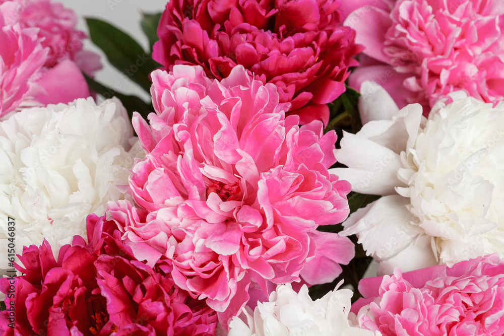beautiful peonies on a white background