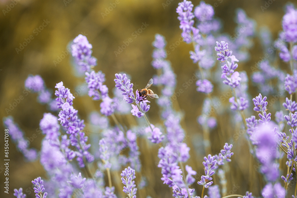 Obraz premium Honey bee pollinates lavender flowers. Plant decay with insects., sunny lavender. Lavender flowers in field. Close-up macro image wit blurred background.