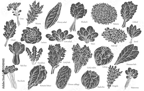 Lettuce and salad leaves glyph icons set vector illustration. Stamps of leaf vegetables and greens collection with romaine lettuce and Chinese cabbage, chicory and garden cress, arugula and chard