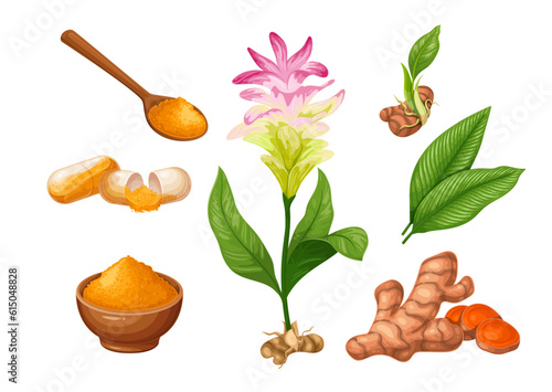 Turmeric set vector illustration. Cartoon isolated Curcuma longa collection, fresh natural plant with flower, green leaves and roots, tuber slices and dry turmeric powder in bowl and wooden spoon