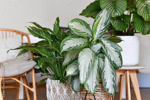 Potted tropical 'Aglaonema Silver Bay' houseplant with silver pattern in basket  with other houseplants in blurry background photo