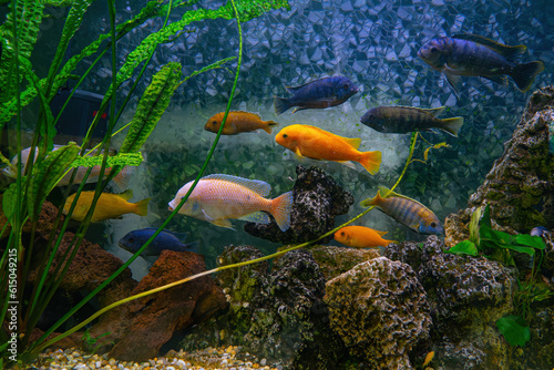 Pseudotropheus zebra, red african cichlid mbuna swimming in aquarium water wtih decor. Famous fresh water fish for aquarium hobby. Aquatic organism, underwater life, aquarium pet