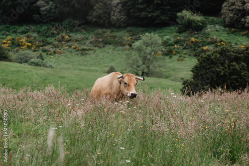 cow in a field © Megane