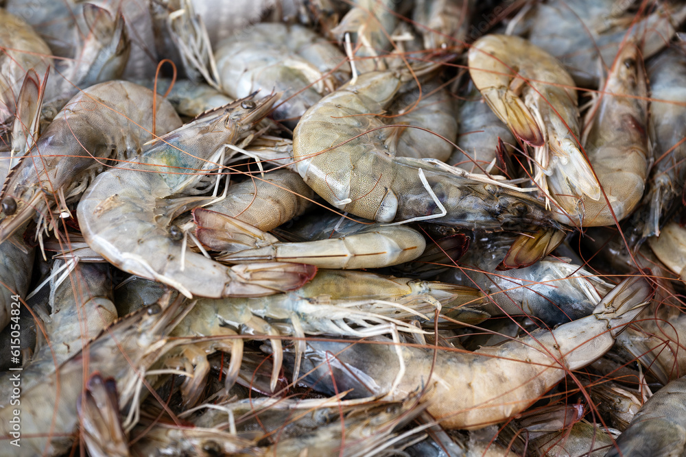 Heap of raw shrimps from the mediterranean sea for sale at a Greek fish market on the stall of a fisherman, full frame background, copy space, selected focus