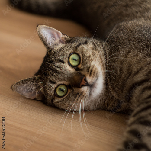 Cute playful cat with green eyes