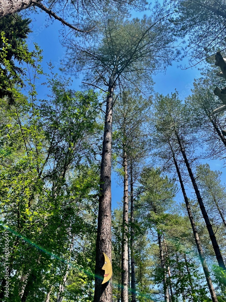 Fototapeta premium trees in the forest Romania