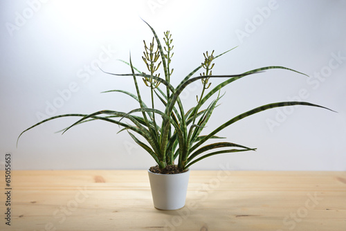Potted Sansevieria Fernwood Mikado (snake plant) just before flowering, the panicles grow with buds and little nectar drops, light gray background, selected focus