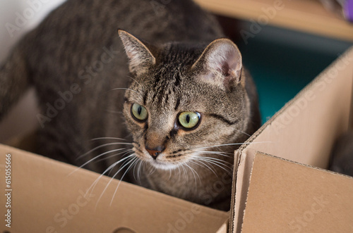 cute adult cat playful in a paper box