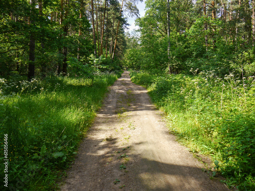 Walkpath in the forest area
