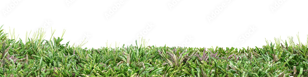 Isolated grass on white background Isolated grass on white background