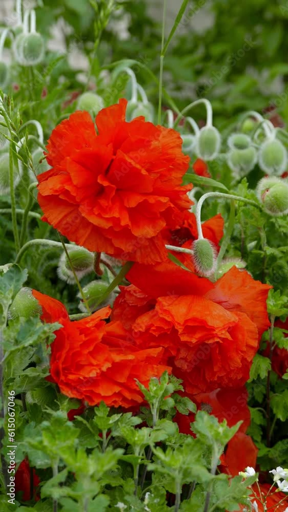 Red spring poppy Red spring poppy