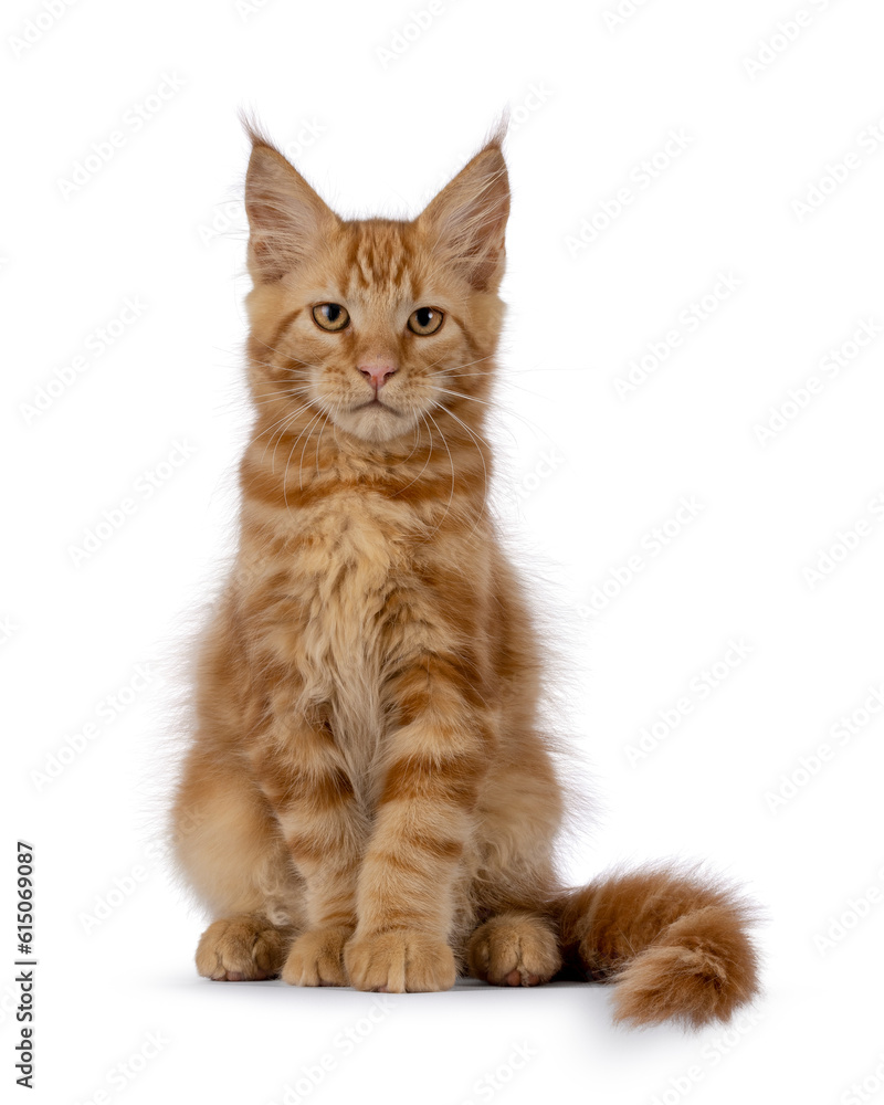 Majestic red Maine Coon cat kitten, sitting up facing front. Looking towards camera. Isolated on a white background.