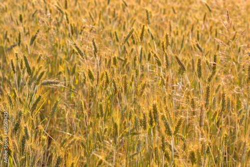 Yellow grain ready for harvest growing in a farm field © Maria