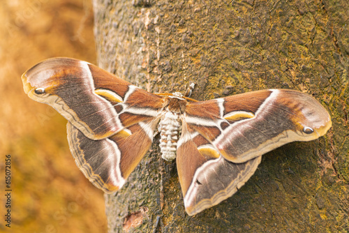 Eri silkmoth (Samia ricini), with open wings, on a brown stem photo