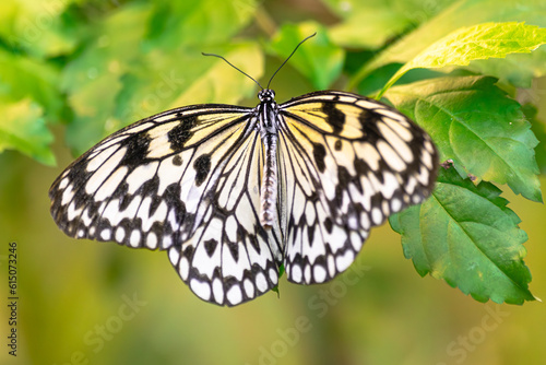 Paper Kite butterfly, (Idea leuconoe), resting on a green leaf, with open wings, and with green vegetation background