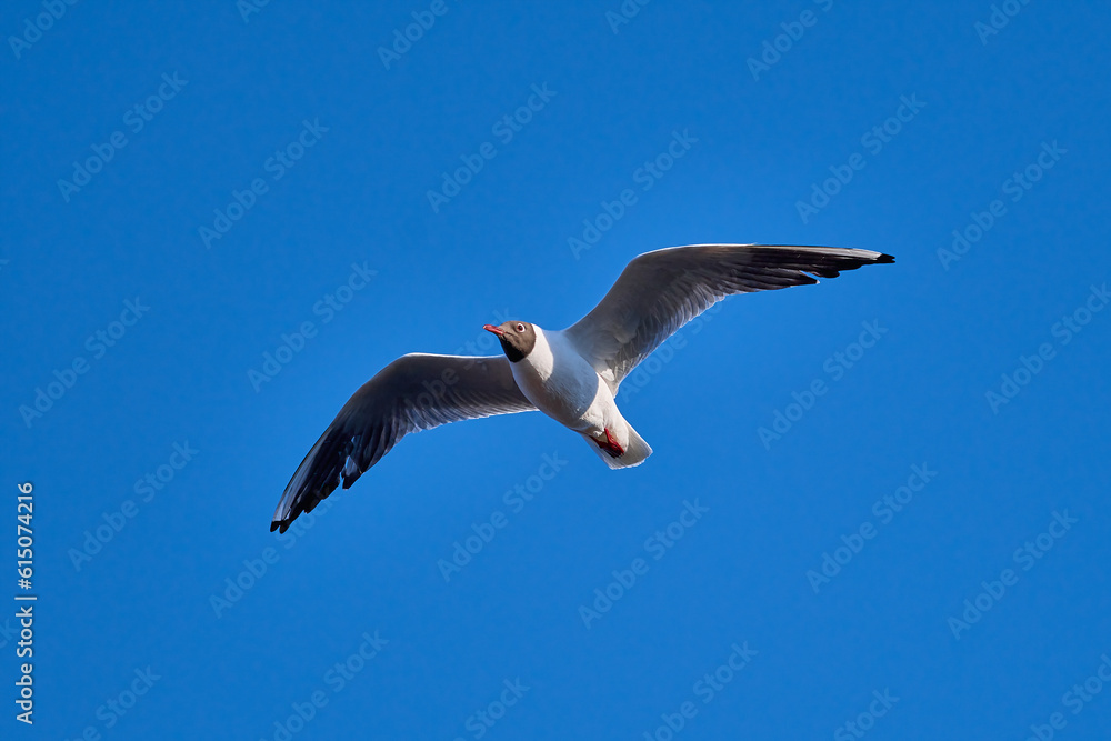 Black headed Gull flying with spread wings by a blue sky over the river Neris Black headed Gull flying with spread wings by a blue sky over the river Neris